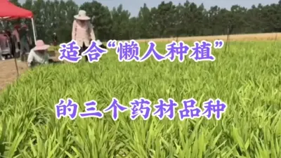 适合&ldquo;懒人&rdquo;种植的三大药材，好管理，收益高，亩收入高达万元 #种植哪些药材利润高 #抖音助农 #支持三农扶持三农发展 #农业种植致富项目推荐 #农村创业项目推荐