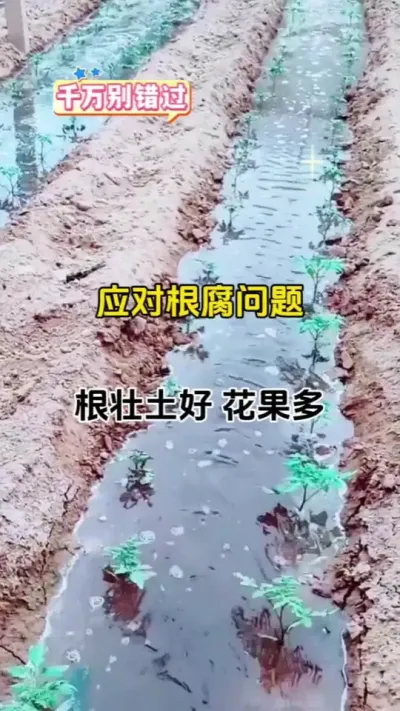 #根腐 该如何防治#根腐克星 #抖音助农 #番茄种植