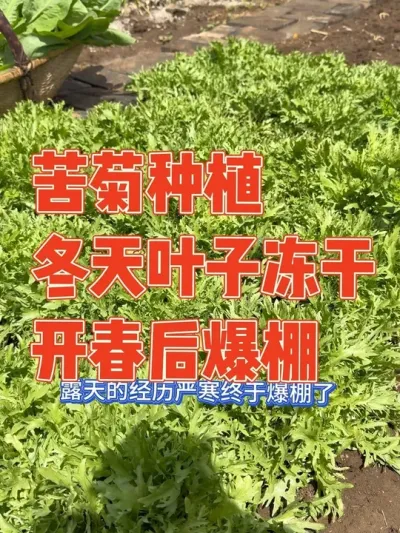 就在我吐槽苦菊撒种过密，每次间苗急的都想全部铲掉，结果一冬天叶子都被冻干了，好在春天又重新长出来后全部爆棚，吃不完根本吃不完#苦菊 #种植小技巧 #自己种的纯天然的绿色蔬菜 #强迫症治愈系 #我的小菜