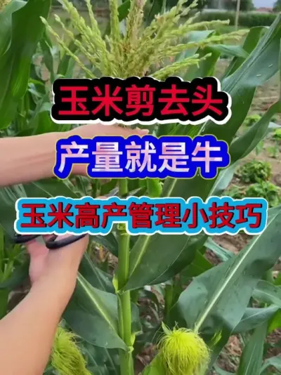 玉米剪去头产量就是牛玉米高产管理小技巧 #玉米种植 #玉米种植技术#农业种植 #种植小技巧 #三农