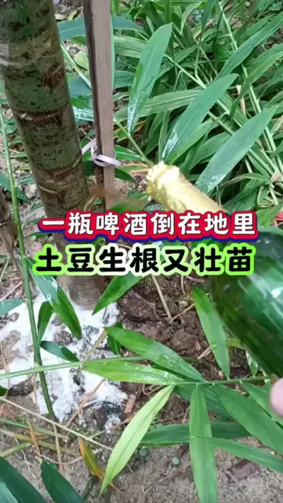 一瓶啤酒倒在地里土豆生根又壮苗#土豆种植 #马铃薯种植#洋芋种植#土豆高产种植 #三农种植