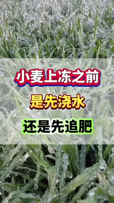 小麦上冻之前，是先浇水？还是先追肥？#小麦种植 #小麦高产 #小麦浇水 #小麦施肥