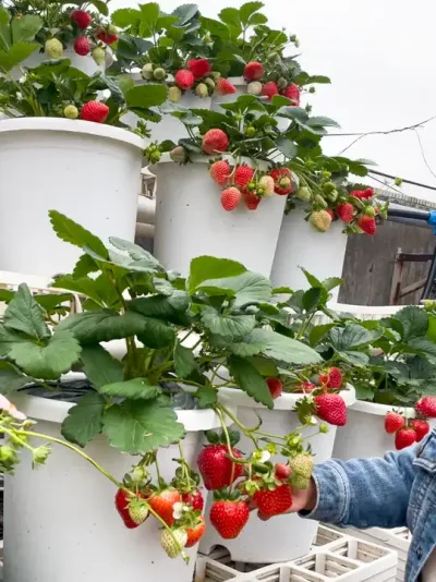 金刚2号草莓品种 品种是不错，就是名字我要吐槽哈哈哈，有没有同感的😂#盆栽草莓 #记录我的种植生活 #楼顶菜园 #种植小技巧 #草莓🍓