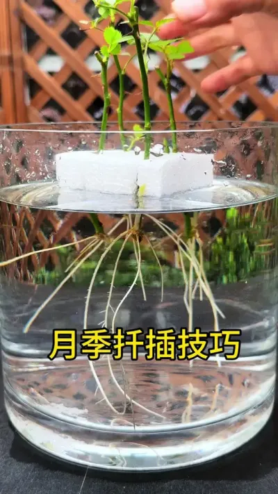 开春了，要到了扞啥活啥的季节，喜欢月季花不用买，剪些枝条扦插，就有种不完的月季花#扦插 #月季 #种植小技巧