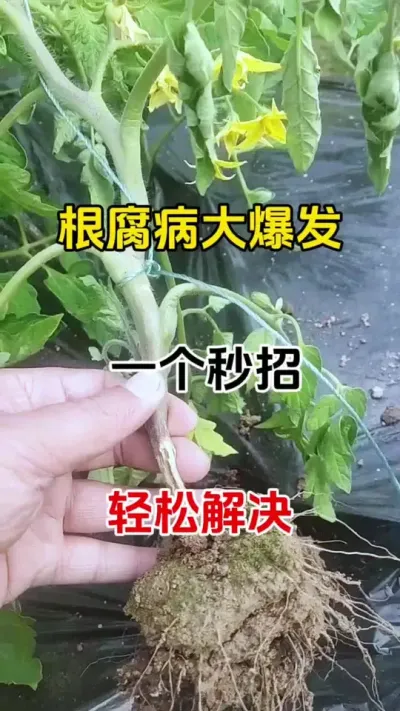 根腐病，白天萎蔫，晚上恢复，一定要及时预防#根腐病怎么防治 #根腐克星 #番茄种植