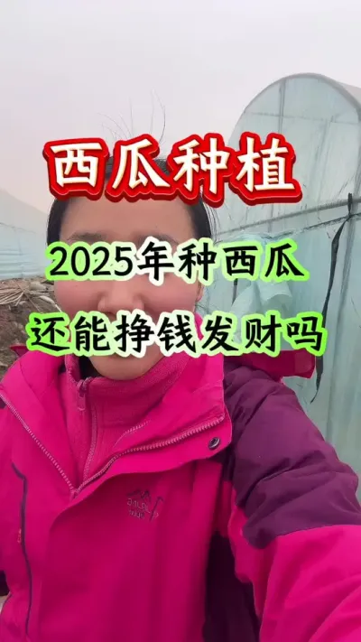 西瓜种植 2025年种西瓜还能挣到钱能发财吗#西瓜种植 #西瓜管理 #早春西瓜 #西瓜行情 #2025第一场雪