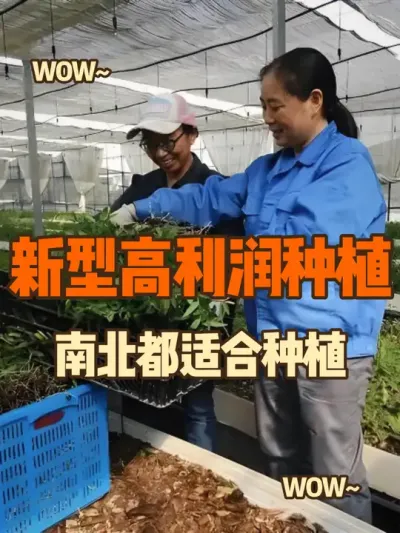 新型高利润的种植，1斤600元，20平方年赚6万，南北都适合 #三农 #农村致富好项目 #铁皮石斛 #抖音助农 #返乡创业