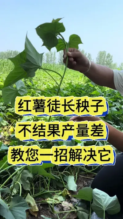 红薯增产小妙招 红薯徒长秧子不结果一定要试试这两个方法#红薯管理#红薯 #红薯种植 #红薯种植技术 #红薯种植技术