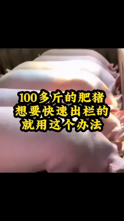 #猪喂什么饲料长得最快 #所有养猪人 #服务三农支持三农 #每天分享实战养猪经验 #助力三农