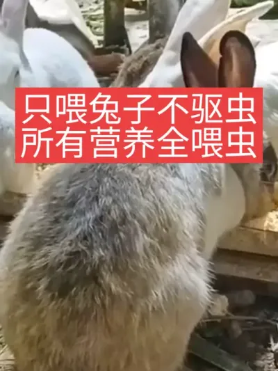只喂兔子不驱虫，所有营养全喂虫 #兔子 #三农 #养兔人 #养兔 #养殖