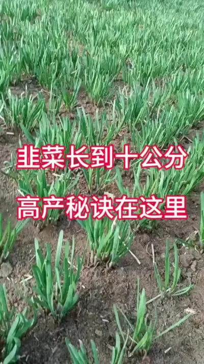 韭菜长到十公分，高产秘诀在这里。#韭菜种植 #韭菜高产 #韭菜施什么肥根粗 #韭菜管理 #韭菜种植与管理