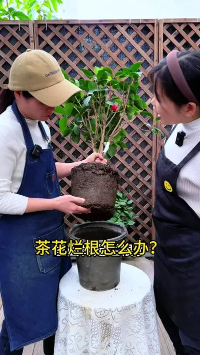 茶花出现这些情况，不用看，都是烂根了#茶花 #花卉绿植 #养花小知识