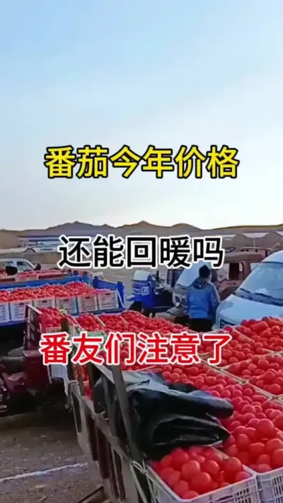 番茄种高产无病害#番茄种植 #果实膨大秘方 #种植小技巧
