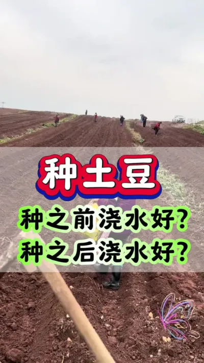 种土豆，种之前浇水好？种以后浇水好？#土豆高产种植 #土豆种植 #马铃薯 #洋芋 #土豆