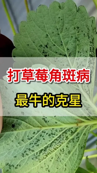 草莓细菌性角斑病大爆发，一个高招搞定它#农业种植 #三农 #草莓苗育苗基地