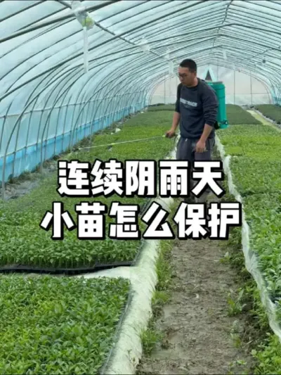 出现连续阴雨天，小苗要做好哪些保护措施 #农业种植 #三农 #种植 #种菜