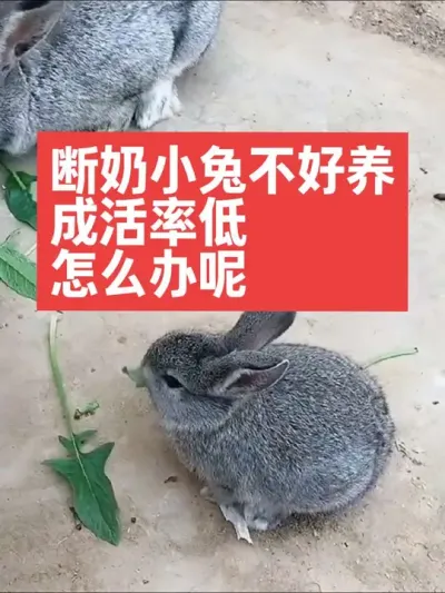 断奶小兔不好养，成活率不高，怎么办？ #兔子#三农#养殖#养兔#养兔人