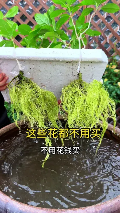 这些花呀，都不用花钱买，剪根枝条扦插就能成活#花卉绿植 #种植小技巧 #扦插