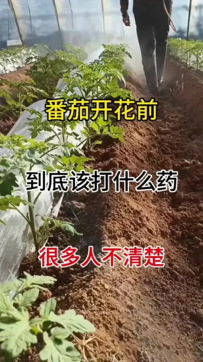 番茄开花前，到底该打什么药，很多农友不清楚#番茄种植 #三农种植 #促花催花座果