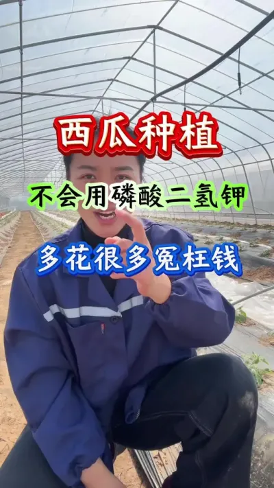 西瓜种植 西瓜种植不会用磷酸二氢钾多花很多冤枉钱 #西瓜种植 #西瓜管理 #西瓜高产 #种西瓜
