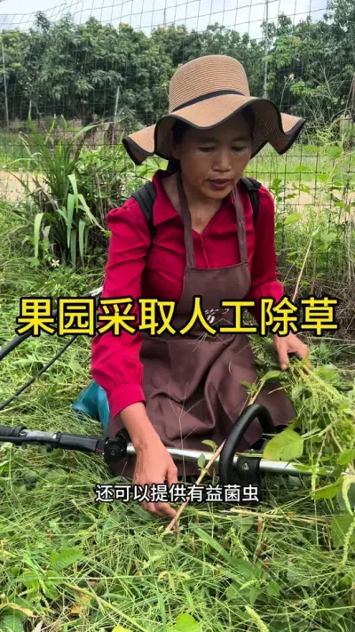 果园建议采取人工除草#果树管理技术 #新农人计划2025 #dou来广东百千万 #来抖音学农技