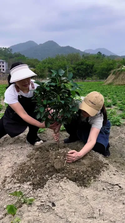 茶花不生长，不开花，你把它种到地上也没有用#茶花 #种植小技巧 #花卉绿植