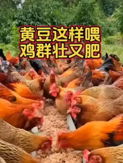 鸡群为喂黄豆掌握技巧，痩鸡变大肥鸡#养鸡技术 #养鸡最棒 #养鸡知识 #科学养鸡 #养鸡妙招