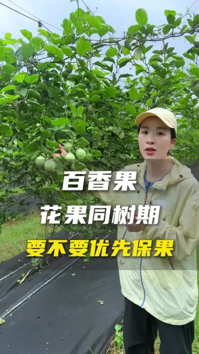 百香果树上又有花，又有小果，还有大果？到底怎么用肥？优先哪个？#农业种植 #百香果#百香果种植技术#抖音助农#三农
