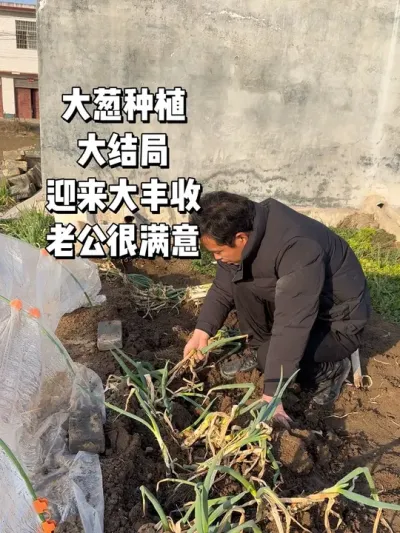媳妇种了三排大葱，迎来大丰收，老公乐得合不拢嘴。买了15块钱的小葱苗种下，非常担心不能回本，精心照顾下终于迎来大丰收，老公帮忙挖葱，直夸种得太好了，本地大葱就是这样短粗#大葱 #大葱种植 #丰收的季节