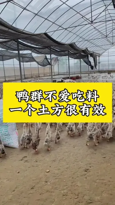 鸭群不爱吃料，一个土方很有效#禽病技术指导 #养鸭人 #肉鸭养殖 #番鸭 #每天分享养殖技术和经验
