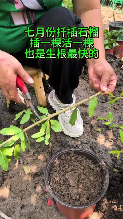 七月份是扦插石榴生根最快的季节、一个月就会发芽、并且扦插的石榴不用嫁接#石榴扦插生根最快方法 #石榴扦插方法 #石榴扦插