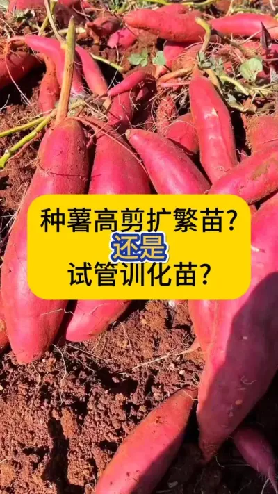 育苗的朋友注意了，购买源头苗一定要注意，不要错把种薯高剪扩繁苗当试管训化苗来育！#红薯育苗 #试管训化苗 #脱毒苗 #红薯种植 @青薯农业 &middot; 张博 @飞你莫薯