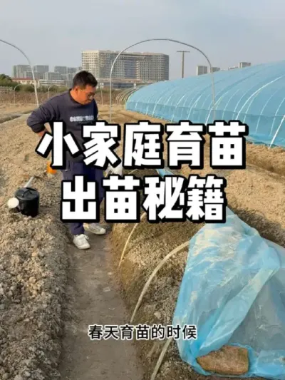 小家庭育苗如何提高种子出苗率，这些细节很重要 #农业种植 #三农 #种植 #种菜