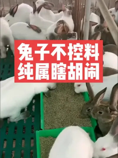 兔子不控料，纯属瞎胡闹 #三农#养殖#兔子