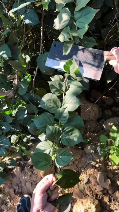 春季给三角修剪，一定要记住这条顺口溜#种植小技巧 #三角梅 #修剪