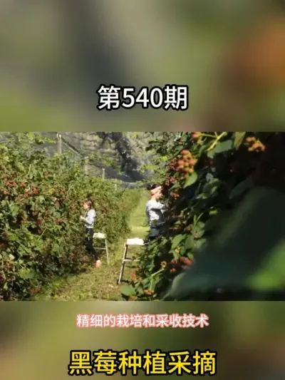 我们农村随处可见的桑葚，在漂亮国30一盒 #桑葚 #三农 #种植 #春日机位大赛