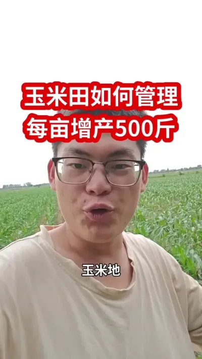 #三农 #分享农业知识帮农民增产增收 #玉米增产 #玉米控旺 #玉米追肥 玉米关键时期，如何管理才能增产，这样管理，最少增产五百斤