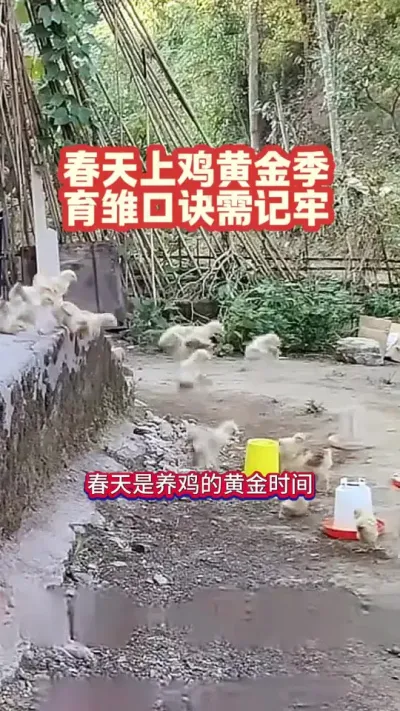 春天上鸡苗，记住育雏口诀#养鸡技术 #养鸡技术指导 #养鸡知识 #养鸡人 #科学养鸡