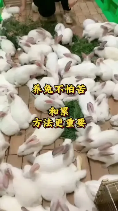 养兔不怕苦和累，方法更重要#养兔人#兔子#养兔技术分享#肉兔养殖