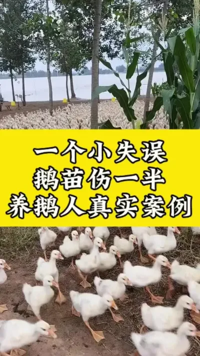 一个小失误，鹅苗伤一半 #科学养鹅 #养鹅人 #禽病技术指导 #养殖技术交流 #肉鹅