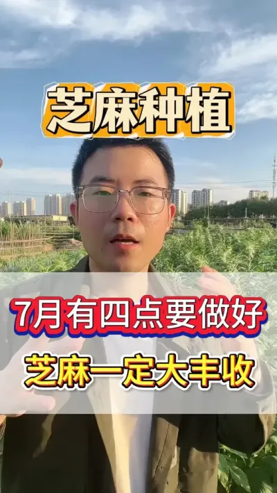 芝麻进入到7月份，如果这4点你能做到，那今年一定大丰收！ #芝麻 #芝麻种植 #芝麻种植技术 #农业种植 #抖音助农