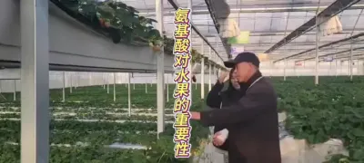 合理使用肥料，利用植物特性，培养优质安全的水果 #田间地头实操干货 #草莓种植 #种植小技巧 #来抖音学农枝 #新农人计划2024