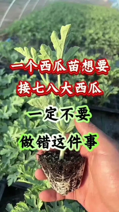 种西瓜 一个西瓜苗想要接出七八个大西瓜一定不要做错这件事#西瓜种植 #西瓜管理#种西瓜#膨大增甜 #西瓜高产