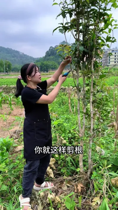 喜欢桂花不用买，学会这个扦插技巧 #扦插 #桂花#种植小技巧