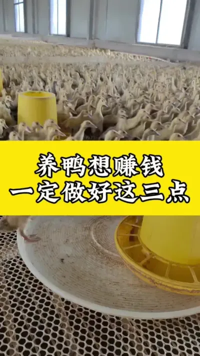 养鸭想赚钱，一定要做好这三点#养鸭人 #肉鸭养殖 #养鸭 #禽病防治 #养殖技术交流