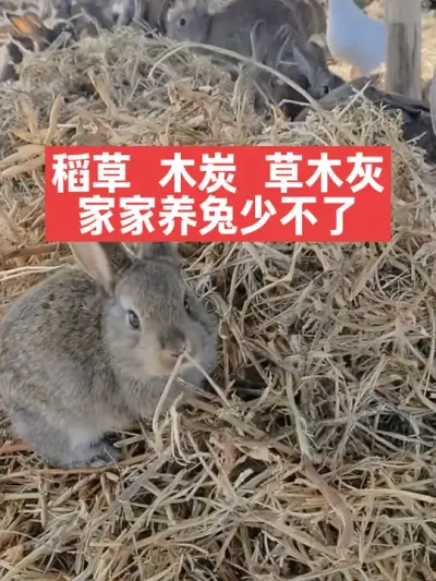 稻草，木炭，草木灰，家家养兔少不了 #兔子 #养兔 #养殖 #养兔人 #三农