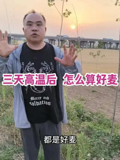 三天高温后 怎么算好麦 城南一青秆，303 省道边一青叶，汴河北二片绿叶，都是好麦！#农业种植技术