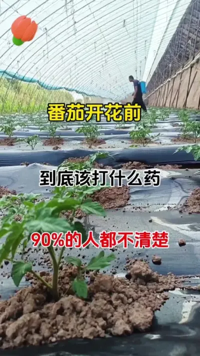 朋友们，你们清楚番茄开花前，到底该打什么药吗？选对配方花多果多产量高#种植小技巧 #番茄种植 #促花保果 #农业种植