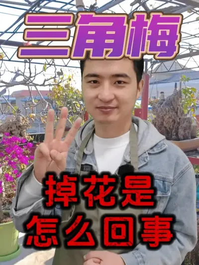 三角梅总掉花是怎么回事? #养花  #花卉绿植  #三角梅