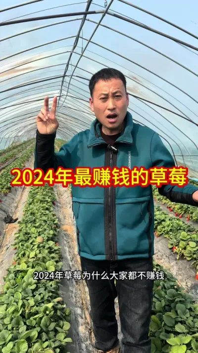 #草莓苗出售 #种苗培育 #抖音助农扶农 #服务三农支持三农 #